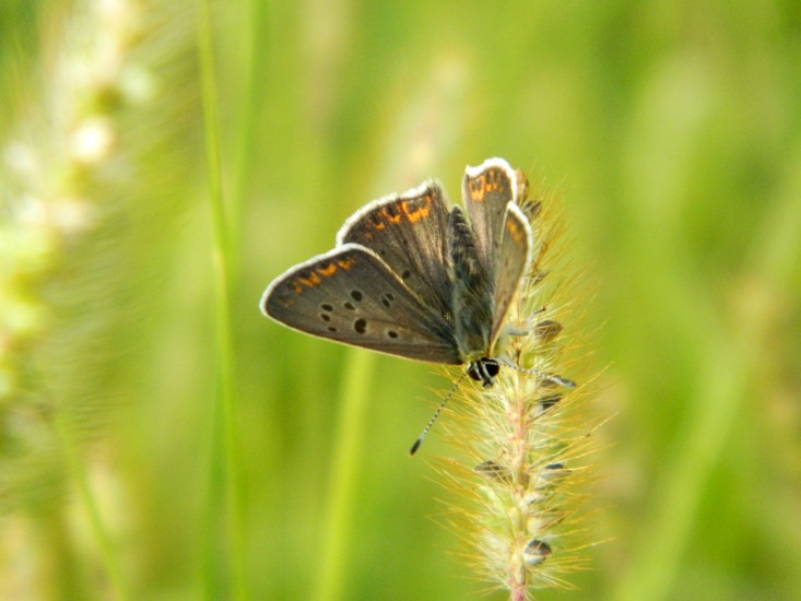 Dubbio su Lycaenidae